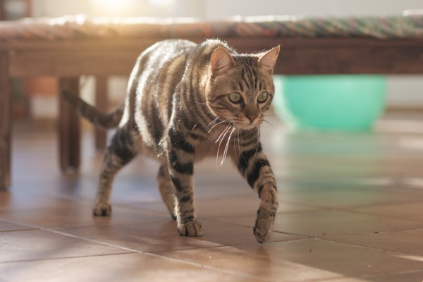 Como e por que os gatos marcam território?