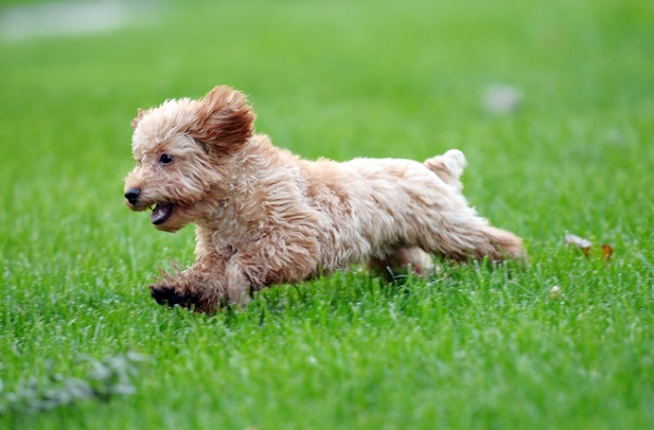 Como educar um filhote de cachorro para ser seguro de si