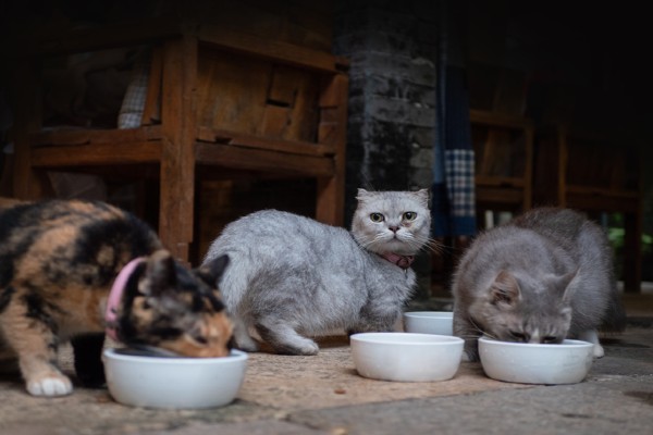 Gatos brigando na hora de comer