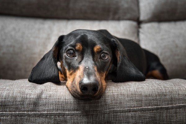 Pets com problema de comportamento podem afetar toda a família