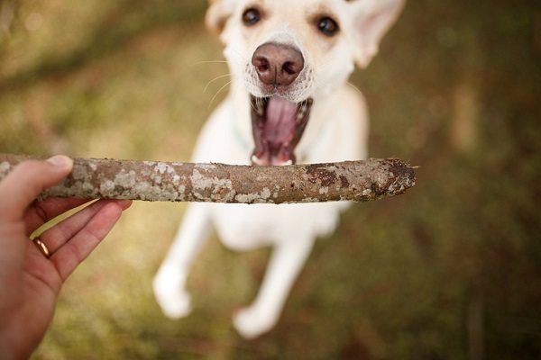 Por que cachorros gostam de gravetos?