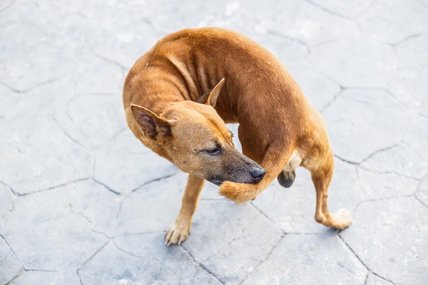 Por que meu cachorro morde o rabo?