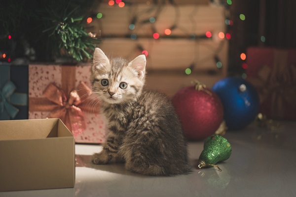 Presentes de Natal para filhotes de gato