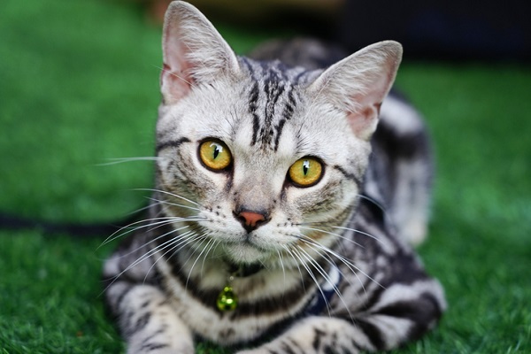 American Shorthair – Principais doenças