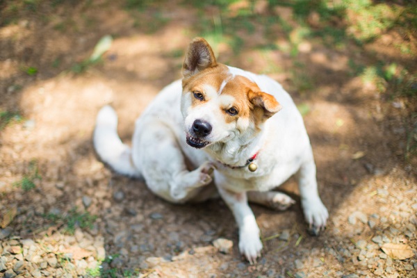 Cachorro com pulgas