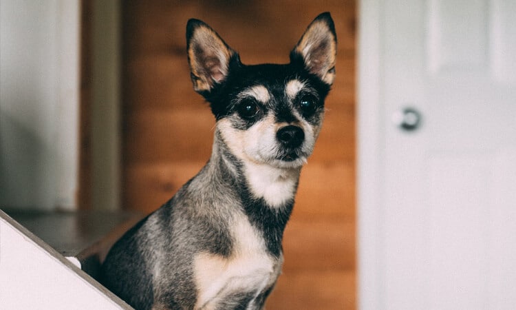 Cachorro pode comer peixe?