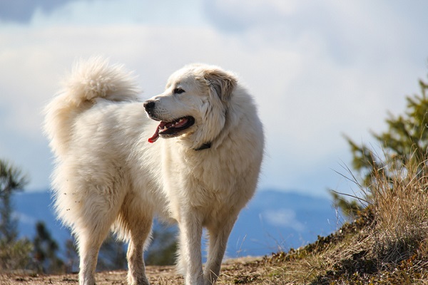 Cão dos Pirineus – Principais doenças