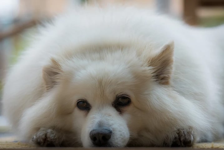 Colite em cães: o que é, sintomas e tratamento