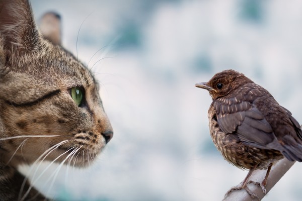 Como acostumar um gato com aves?