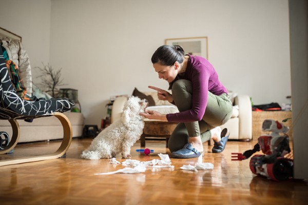 Como ajudar seu cachorro a ser mais obediente