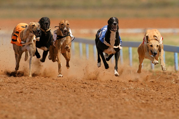 Corrida de galgos é permitida no Brasil?