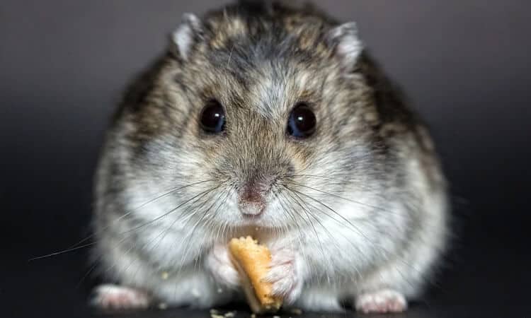 Descubra o que hamster não pode comer