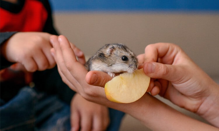 Descubra se hamster pode comer maçã!