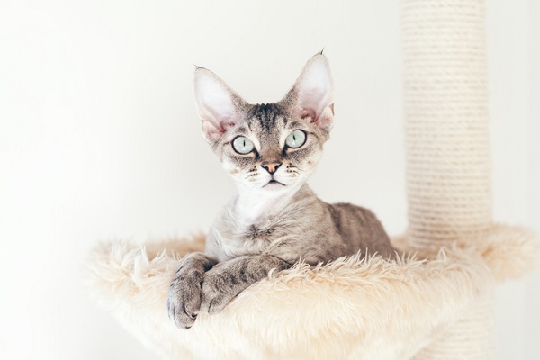 Devon Rex – Principais doenças