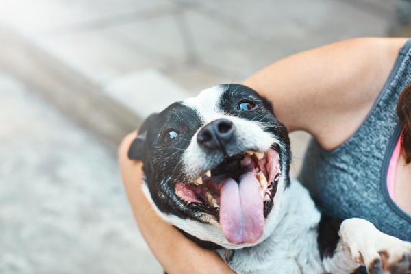 Dia internacional do riso: Cachorro sorri?