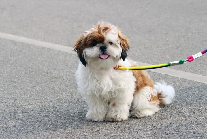 É possível o cruzamento de cachorro grande com pequeno?