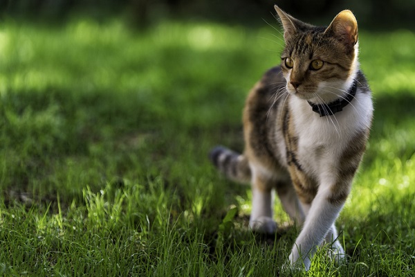 Gato doméstico de pelo curto