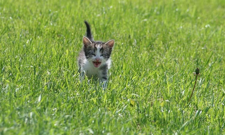 Gato filhote miando: o que pode ser?