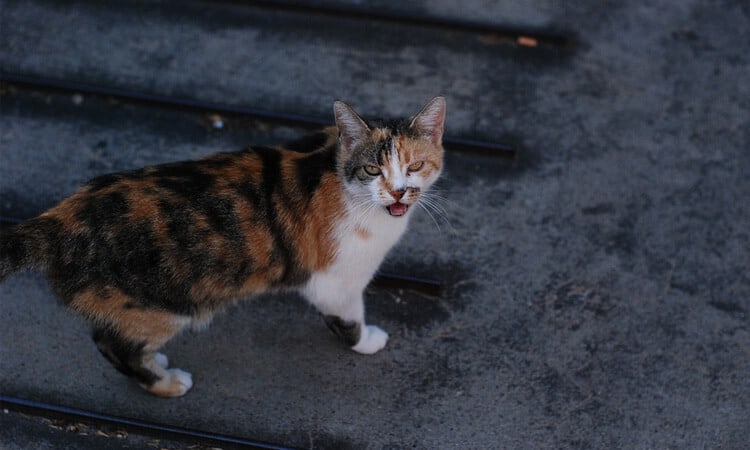 Gato vomitando espuma branca? Saiba o que fazer!