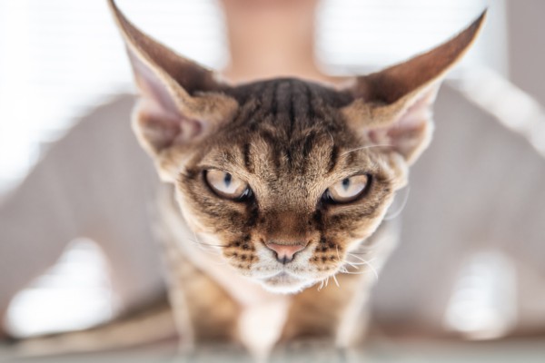 Gatos intolerantes ao toque