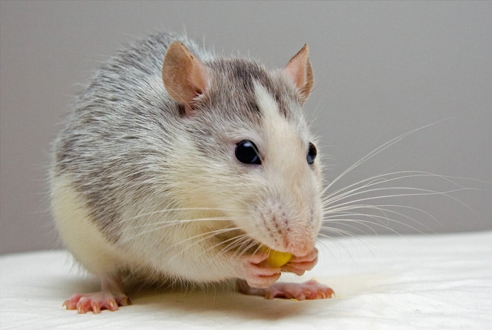 Hamster pode comer banana? Descubra aqui!