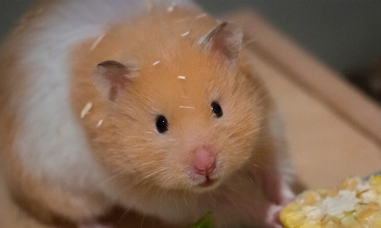 Hamster pode comer couve? Saiba mais sobre a alimentação do pet