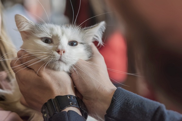 Número de gatos adotados cresceu durante a quarentena