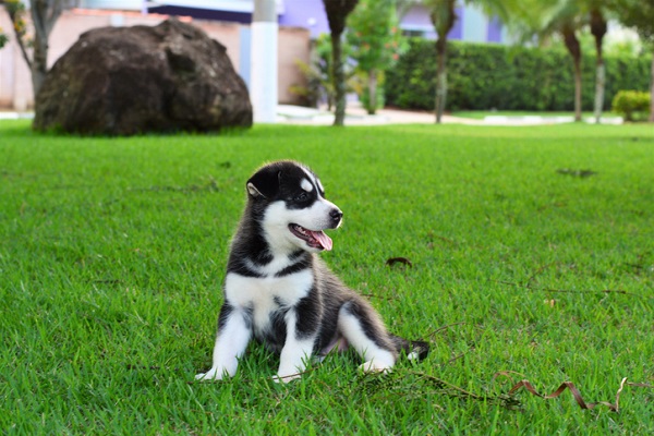 O que ensinar ao seu cachorro nos primeiros meses de vida