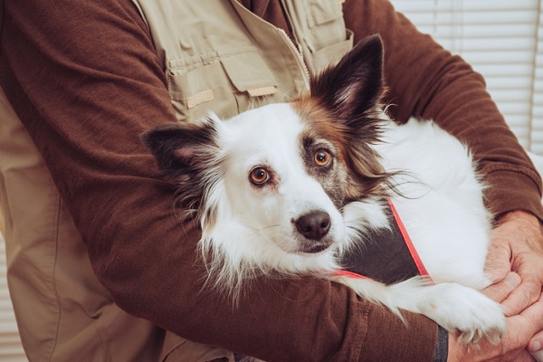 Pessoas creem que cachorros terapeutas podem curar qualquer problema