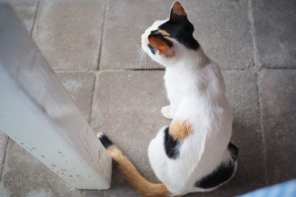 Por que meu gato está esfregando o traseiro no chão?