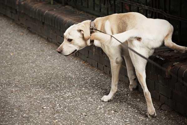 Por que os cachorros fazem xixi em tudo?