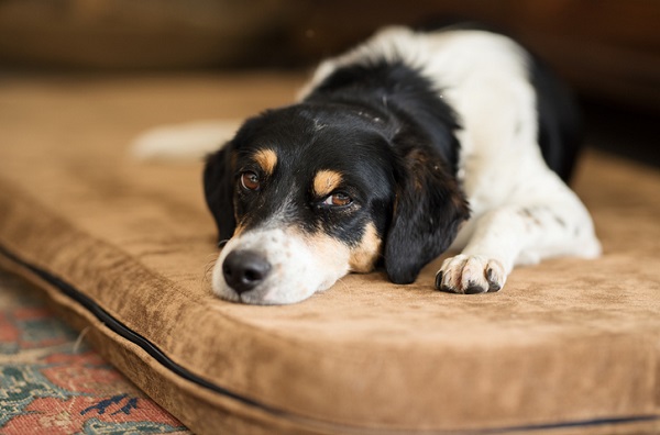 Quanto custa ter um cachorro?