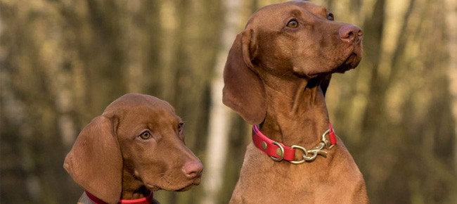 Quiz – Quais são os países de origem destas raças de cachorro