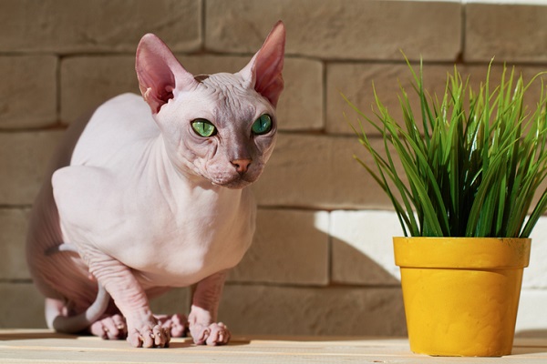 Raça de gato que soltam pouco pelo