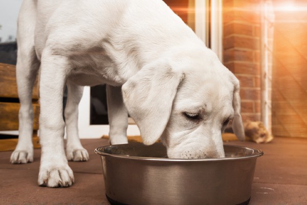 Ração Pro Plan para filhotes de cachorro de raças grandes (Review)