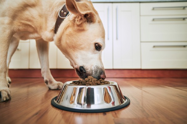 Ração Pro Plan para filhotes de cachorro de raças médias (Review)