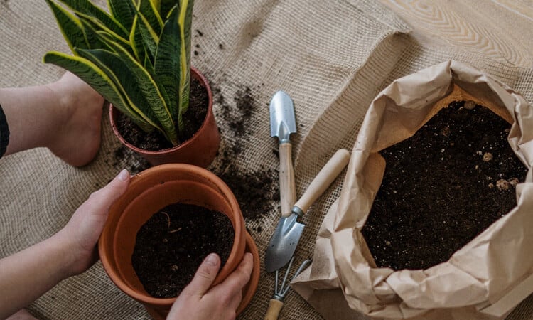 Tipos de fertilizante: conheça os principais e saiba qual utilizar