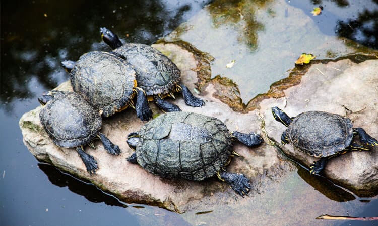 Tipos de tartarugas domésticas: conheça cada um deles