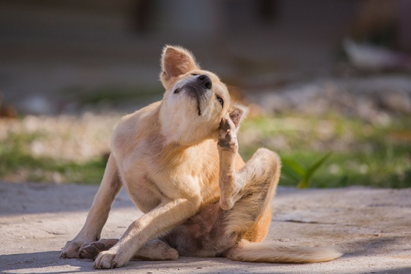 Três formas de evitar pulgas e carrapatos em cães