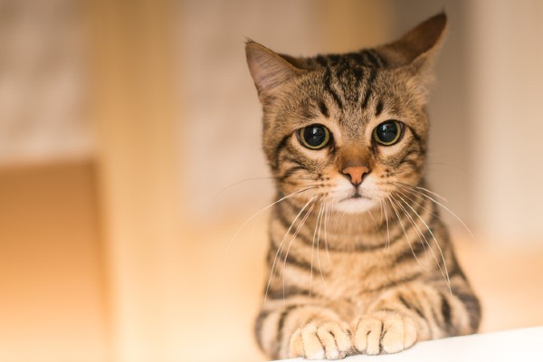 Ansiedade de separação em gatos