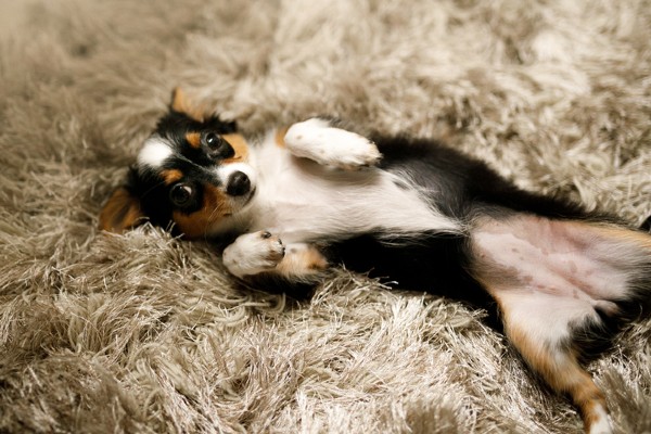 Barriga do cachorro fazendo barulho: o que pode ser?