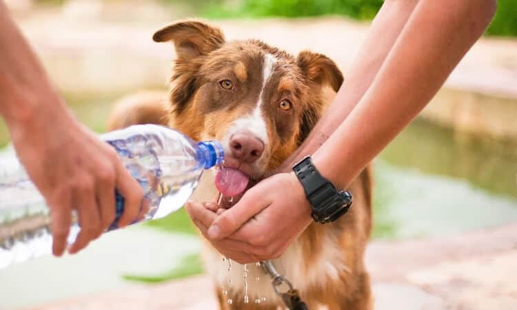 Cachorro pode tomar água de coco?