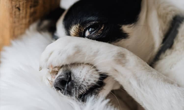 Caspa em cachorro: o que é e como tratar?