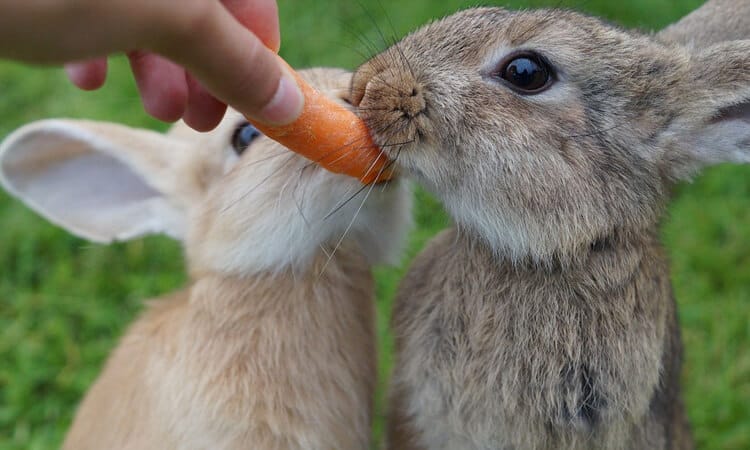 Com quantos dias os filhotes de coelhos começam a comer?