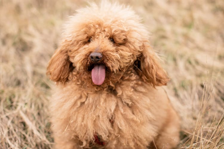 Confira mais de 400 opções de nomes para cachorro Poodle