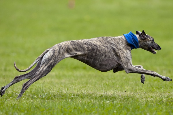 Corrida de galgos é proibida no Rio Grande do Sul