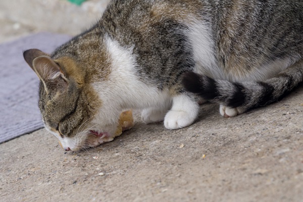 Gato pode comer bacon?