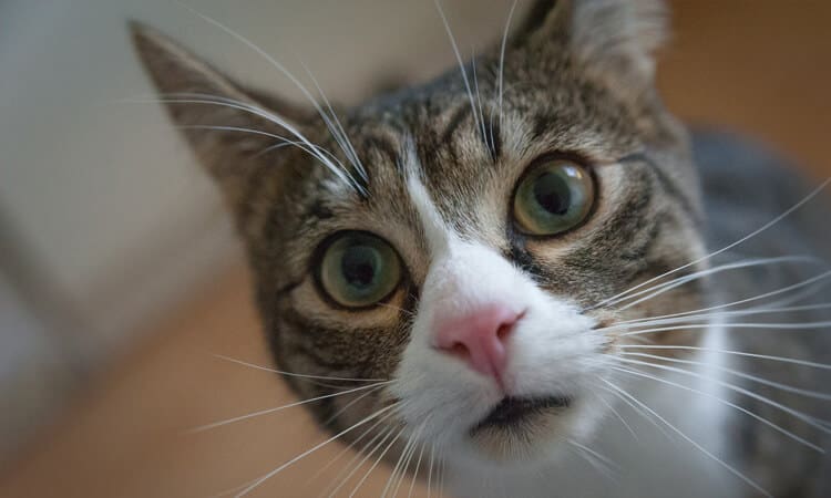 Gato pode comer pão? Descubra sobre o café da manhã dos felinos!