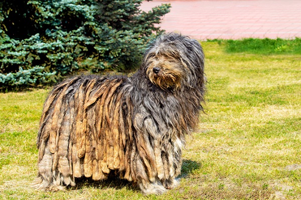 Komondor – Principais doenças - Revista Meu Pet