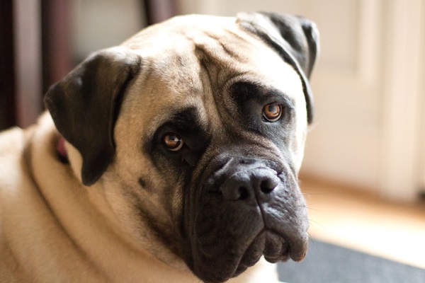 Mastiff – Principais doenças